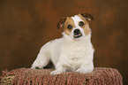 liegender Jack-Russell-Mix