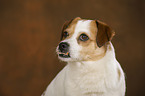 Jack-Russell-Mix Portrait