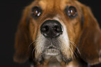 Beagle-Mix Nase