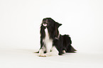 jaulender Border-Collie-Mix