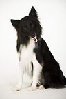 sitzender Border-Collie-Mix