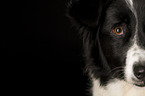 Border-Collie-Mix Gesicht