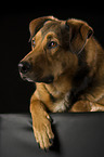 liegender Malinois-Rottweiler-Mix