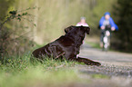 liegender Mnsterlnder-Labrador-Mix