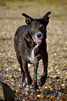 laufender Schferhund-Labrador-Mix