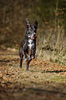 rennender Schferhund-Labrador-Mix