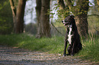 sitzender Schferhund-Labrador-Mix