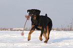 spielender Hovawart-Schferhund-Mix