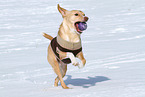 spielender Podenco-Mix