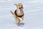 spielender Podenco-Mix