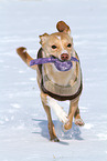 spielender Podenco-Mix