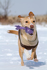 spielender Podenco-Mix