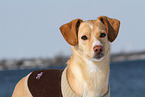 Podenco-Mix Portrait