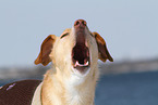 bellender Podenco-Mix
