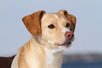 Podenco-Mix Portrait