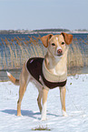 Podenco-Mix