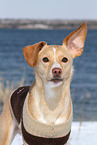 Podenco-Mix Portrait