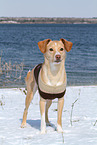 Podenco-Mix