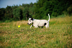 spielender Bullterrier-Mix