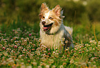 rennender Australian-Shepherd-Mix