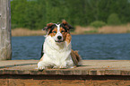 liegender Australian-Shepherd-Border-Collie-Mix