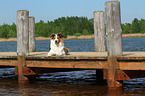 liegender Australian-Shepherd-Border-Collie-Mix