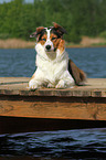 liegender Australian-Shepherd-Border-Collie-Mix