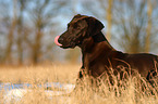 Doggen-Mix Portrait