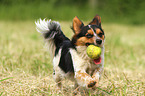 spielender Jack-Russell-Mix