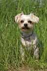 sitzender Yorkshire-Terrier-Mix