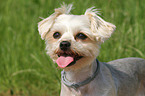 Yorkshire-Terrier-Mix Portrait