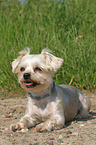 liegender Yorkshire-Terrier-Mix