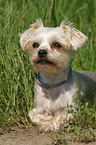 liegender Yorkshire-Terrier-Mix