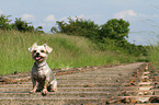 sitzender Yorkshire-Terrier-Mix