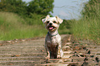 sitzender Yorkshire-Terrier-Mix