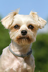 Yorkshire-Terrier-Mix Portrait