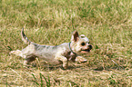 rennender Yorkshire-Terrier-Mix