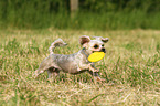 spielender Yorkshire-Terrier-Mix