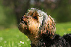 Yorkshire-Terrier-Mix Portrait