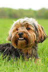 liegender Yorkshire-Terrier-Mix