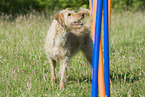 Mix beim Agility