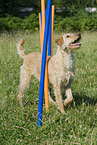 Mix beim Agility