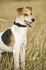 stehender Jack-Russell-Mix