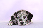 Australian-Shepherd-Labrador-Mix Welpe