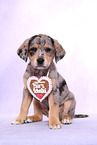 Australian-Shepherd-Labrador-Mix Welpe