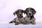 2 Australian-Shepherd-Labrador-Mix Welpen