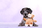 Australian-Shepherd-Labrador-Mix Welpe