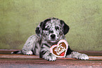 Australian-Shepherd-Labrador-Mix Welpe
