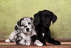 2 Australian-Shepherd-Labrador-Mix Welpen