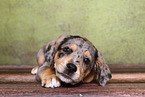 Australian-Shepherd-Labrador-Mix Welpe